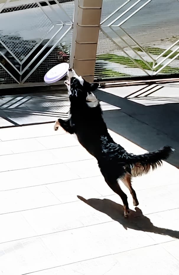 A cachorra mais divertida do mundo